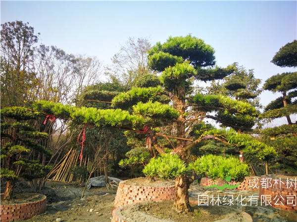 2021年成都市-郫都区苗木基地直销的21公分精品罗汉松价格有没有什么变化？